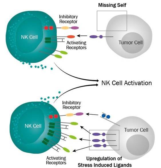 NK细胞激活.jpg